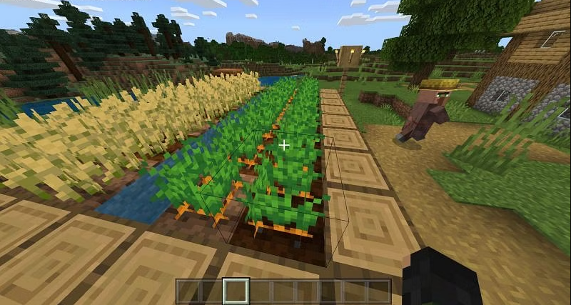 Carrot farms 